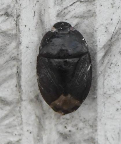 Réf. 219 109 : Macroscytus brunneus